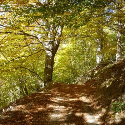 Bosco di faggi - sic Pian Cavallo - Bric cornia